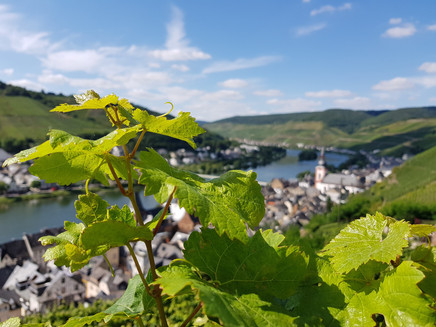 View through the vineyards to Zell (Mosel)